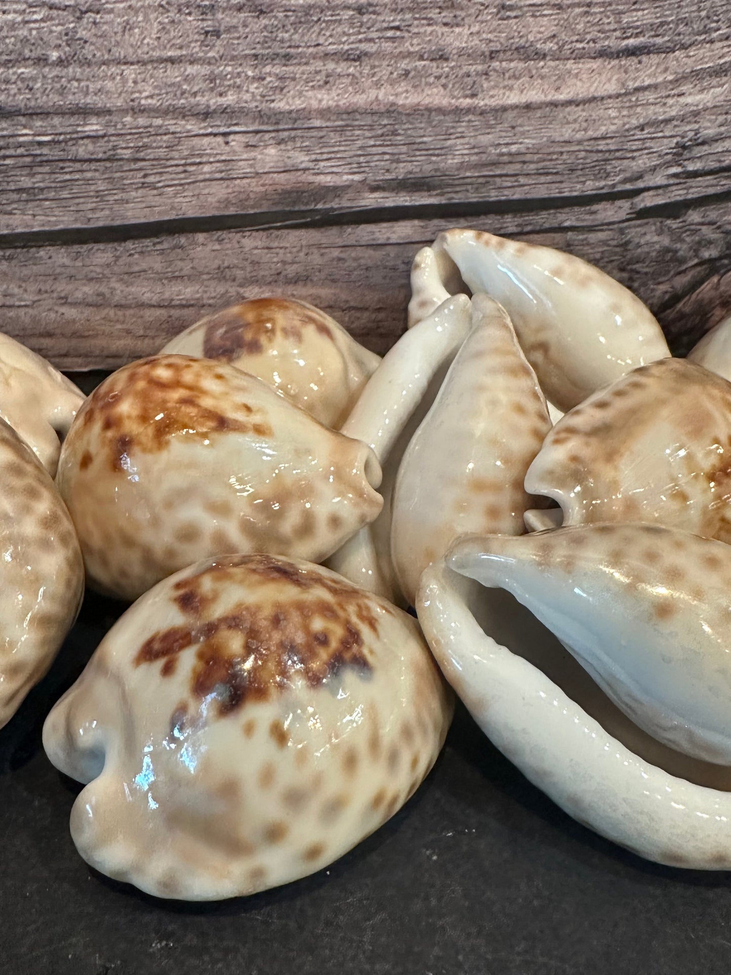 Teulere's Cowrie Shell (Cypraea teulerei)