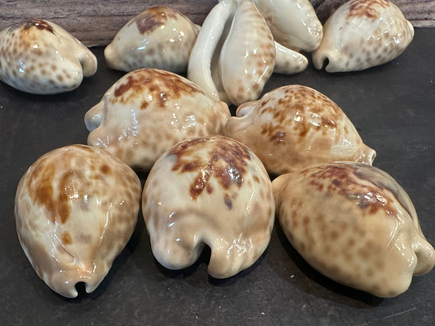 Teulere's Cowrie Shell (Cypraea teulerei)