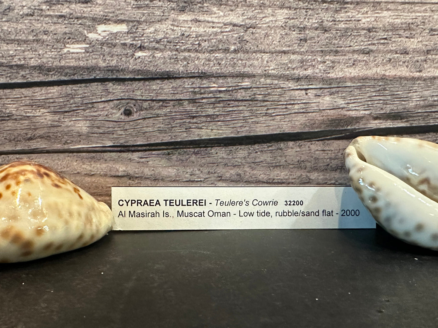 Teulere's Cowrie Shell (Cypraea teulerei)
