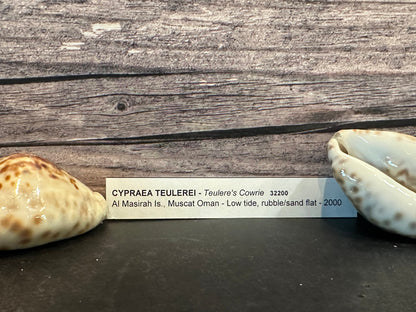 Teulere's Cowrie Shell (Cypraea teulerei)