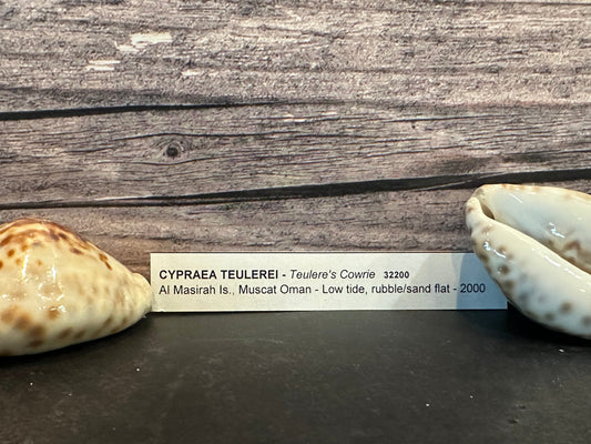 Teulere's Cowrie Shell (Cypraea teulerei)