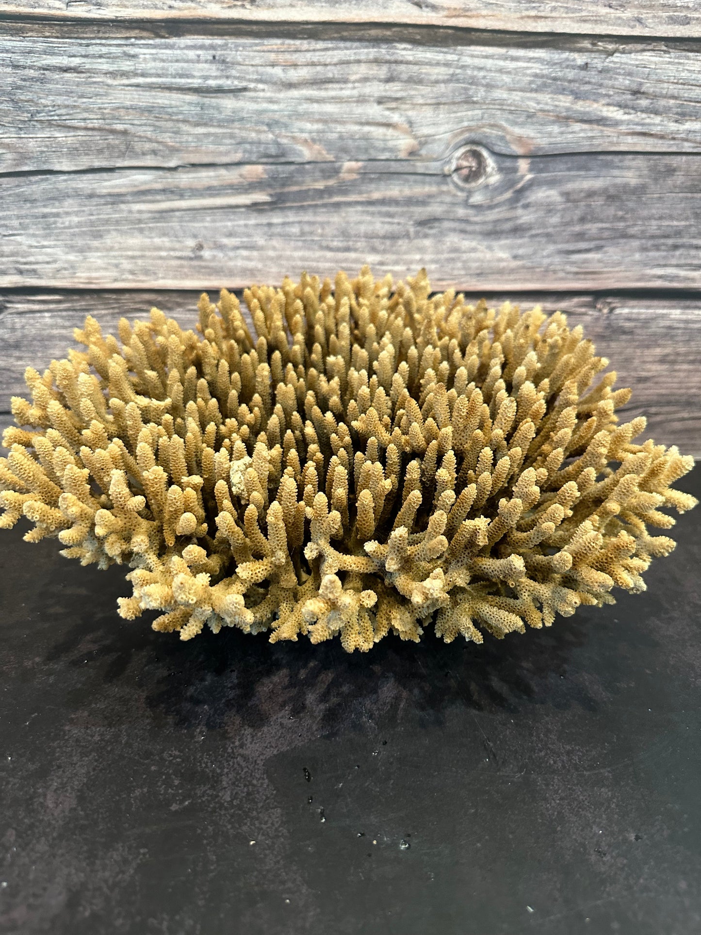 Genuine Table Coral (Natural Tone) 12x10x5" Coastal Display