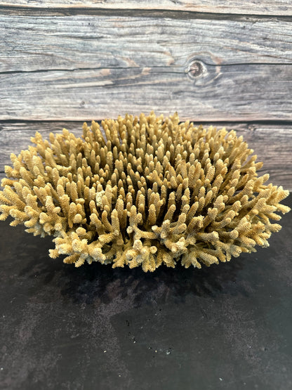 Genuine Table Coral (Natural Tone) 12x10x5" Coastal Display