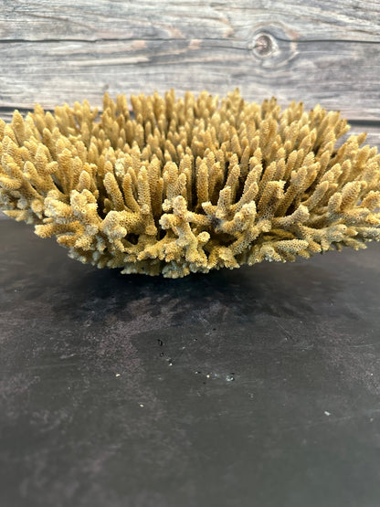 Genuine Table Coral (Natural Tone) 12x10x5" Coastal Display