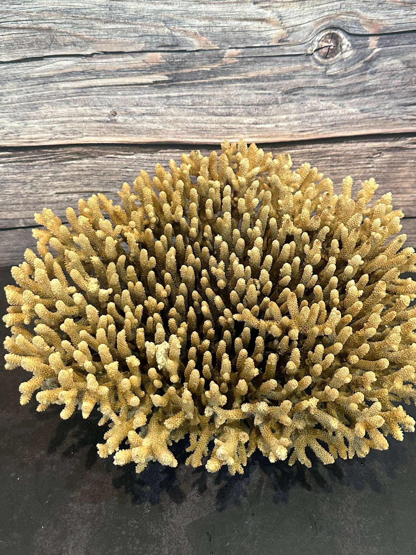 Genuine Table Coral (Natural Tone) 12x10x5" Coastal Display