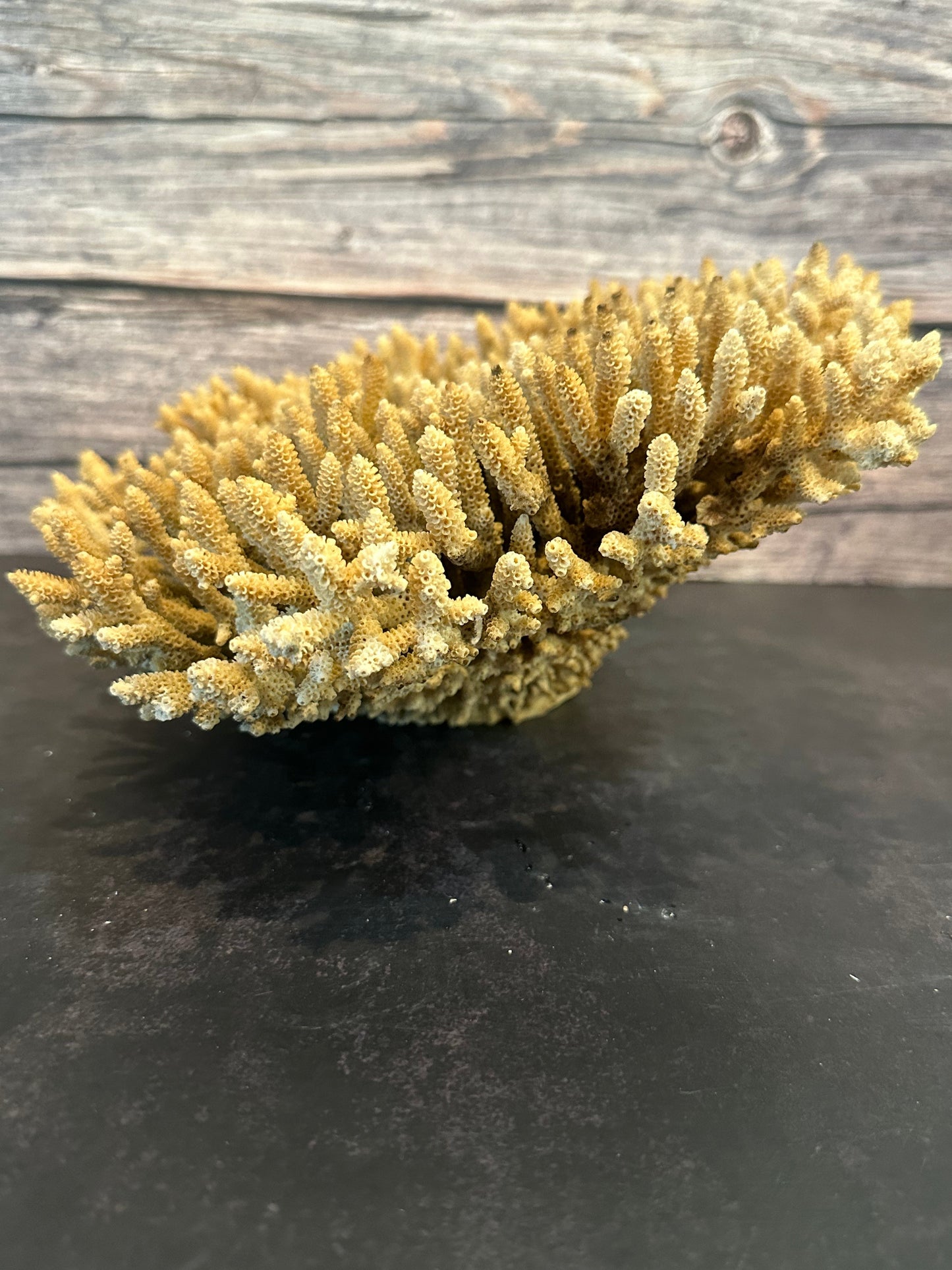 Genuine Table Coral (Natural Tone) 12x10x5" Coastal Display