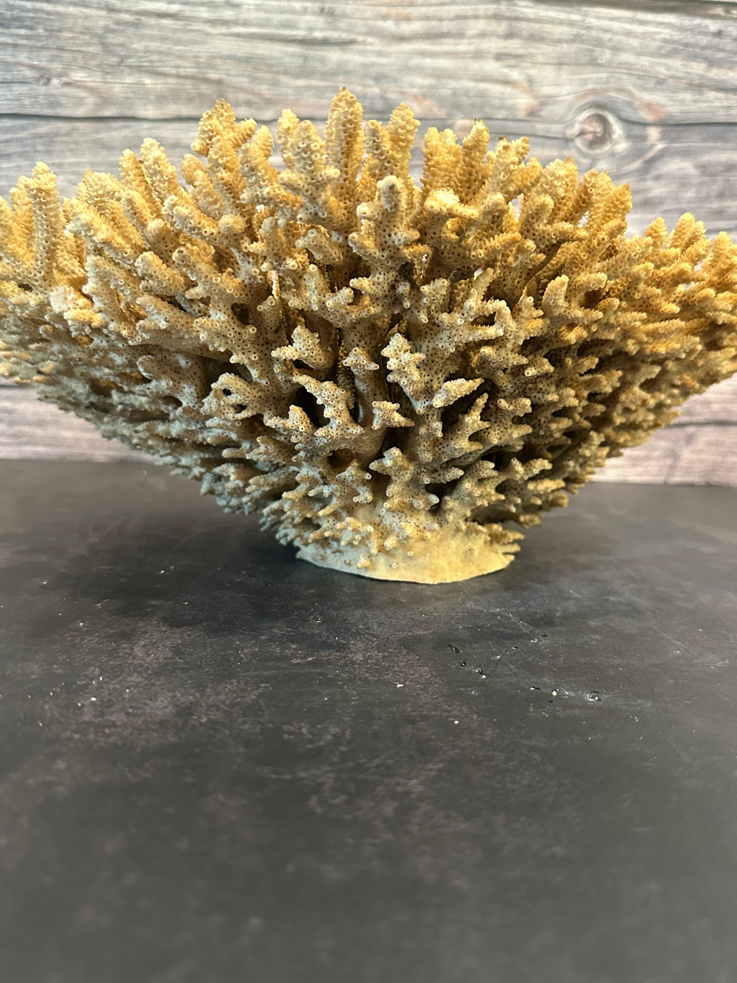 Genuine Table Coral (Natural Tone) 12x10x5" Coastal Display