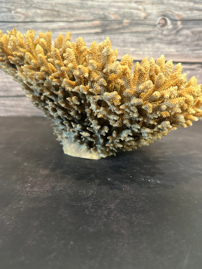 Genuine Table Coral (Natural Tone) 12x10x5" Coastal Display