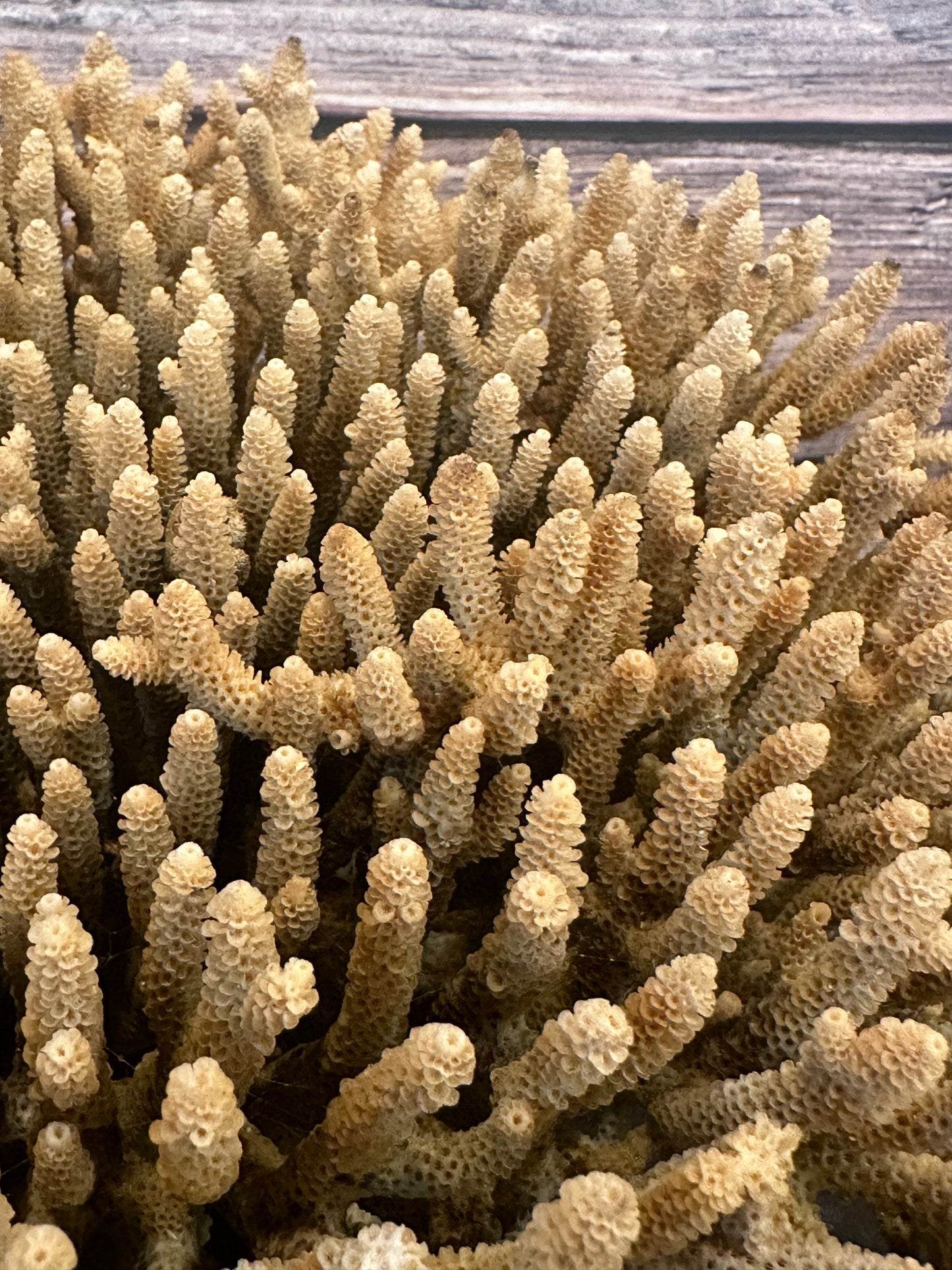 Genuine Table Coral (Natural Tone) 12x10x5" Coastal Display