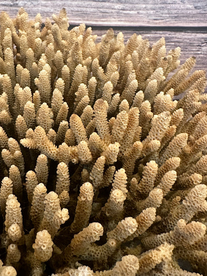 Genuine Table Coral (Natural Tone) 12x10x5" Coastal Display