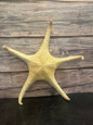 Pink Tip Starfish 14"