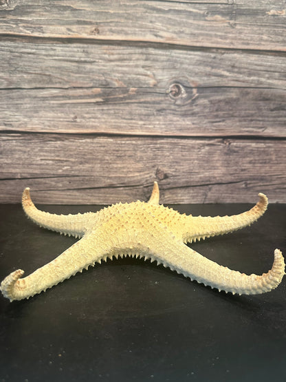 Pink Tip Starfish 14"