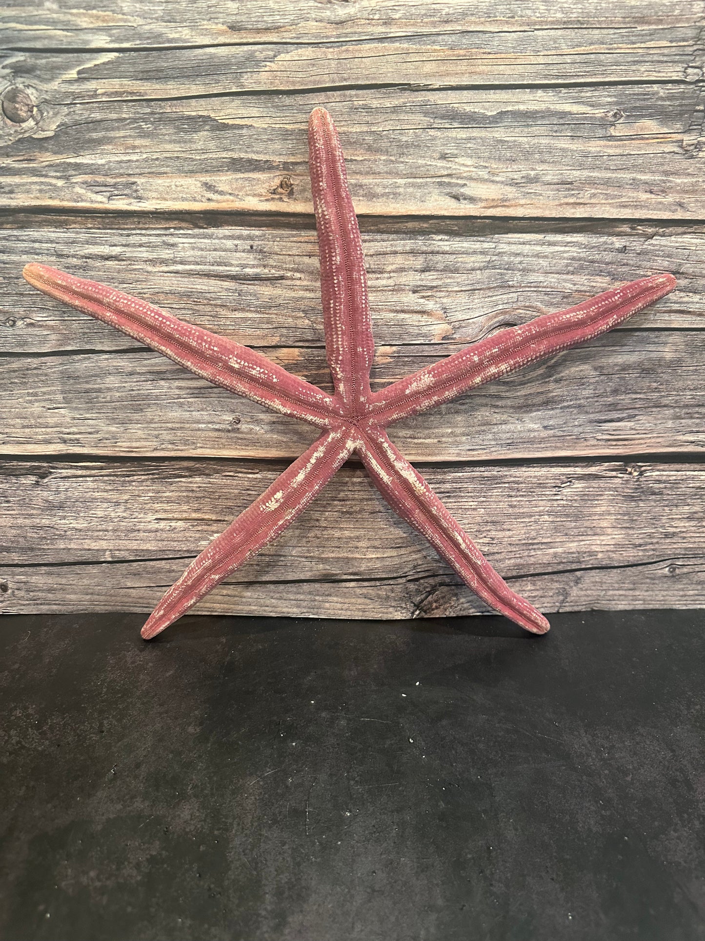 Giant Red Linkia Starfish 16"