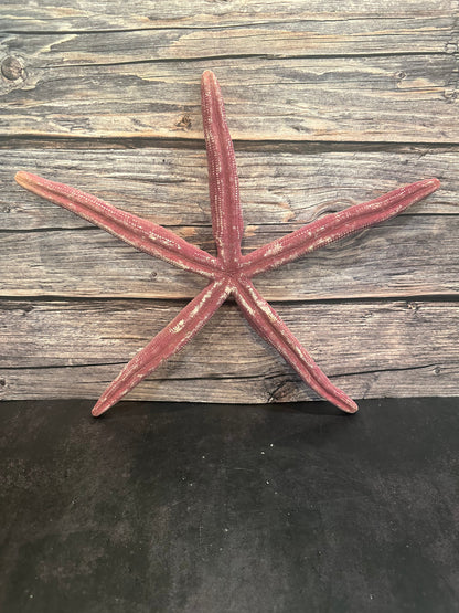 Giant Red Linkia Starfish 16"