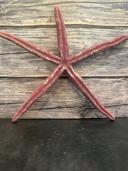 Giant Red Linkia Starfish 16"