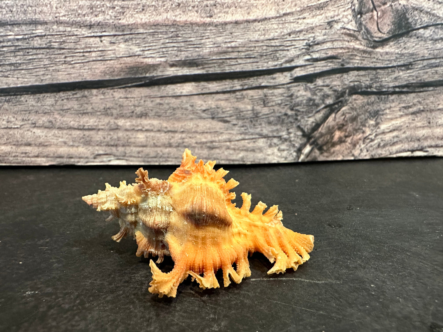 Saffron Murex-Specimen Shell (Chicoreus (Triplex) crocatus)