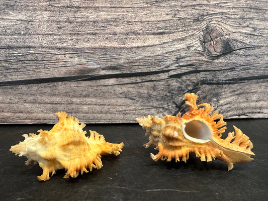 Saffron Murex-Specimen Shell (Chicoreus (Triplex) crocatus)