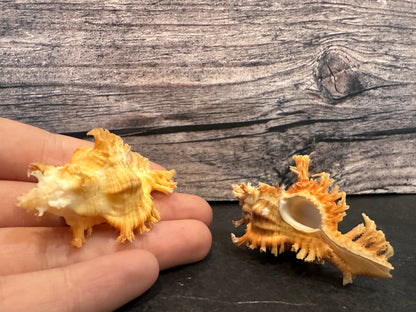 Saffron Murex-Specimen Shell (Chicoreus (Triplex) crocatus)