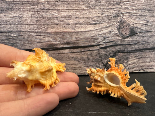 Saffron Murex-Specimen Shell (Chicoreus (Triplex) crocatus)