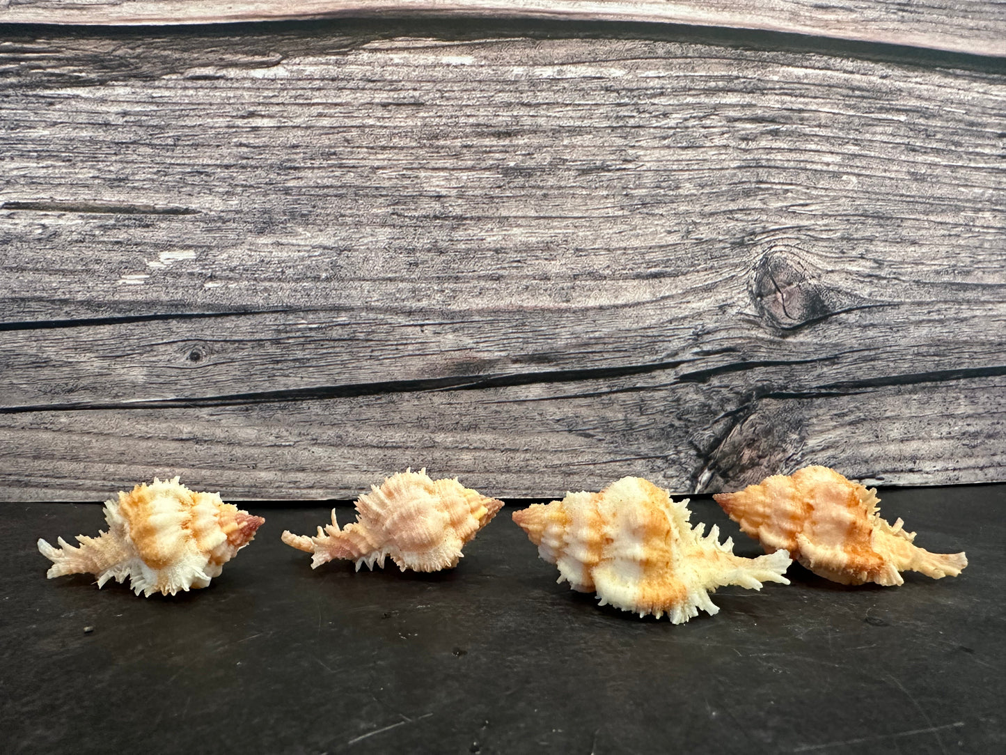 Lovely Murex Shell (Murex venustulus)