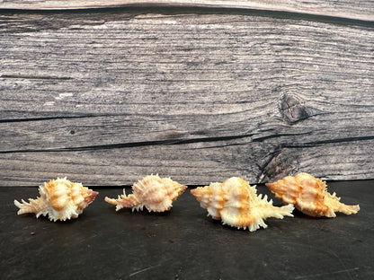 Lovely Murex Shell (Murex venustulus)