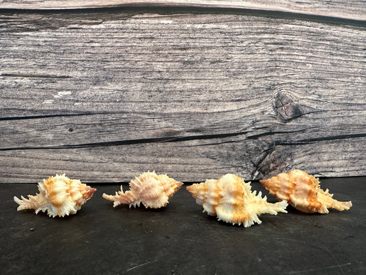 Lovely Murex Shell (Murex venustulus)