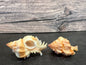 Lovely Murex Shell (Murex venustulus)