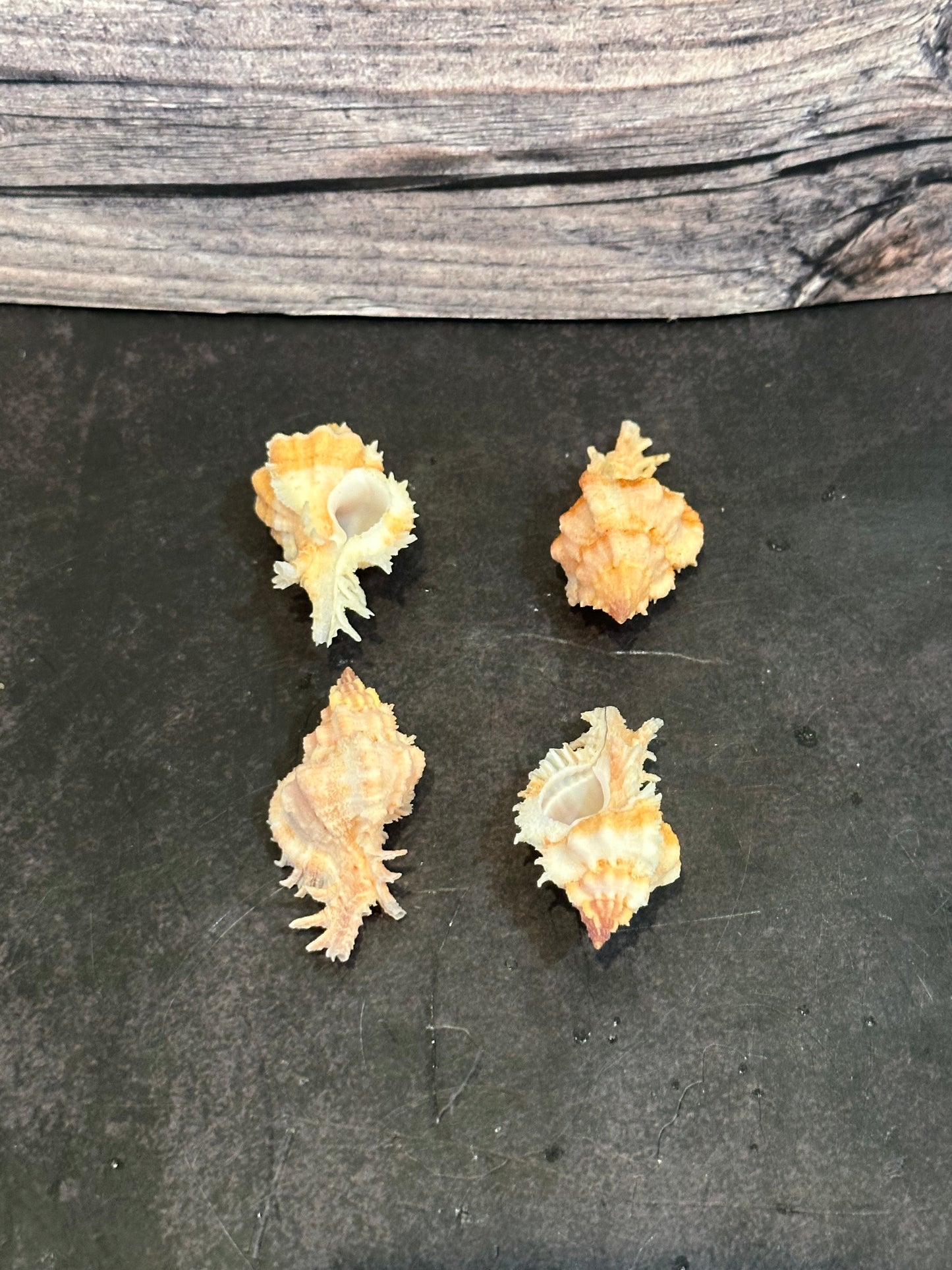 Lovely Murex Shell (Murex venustulus)