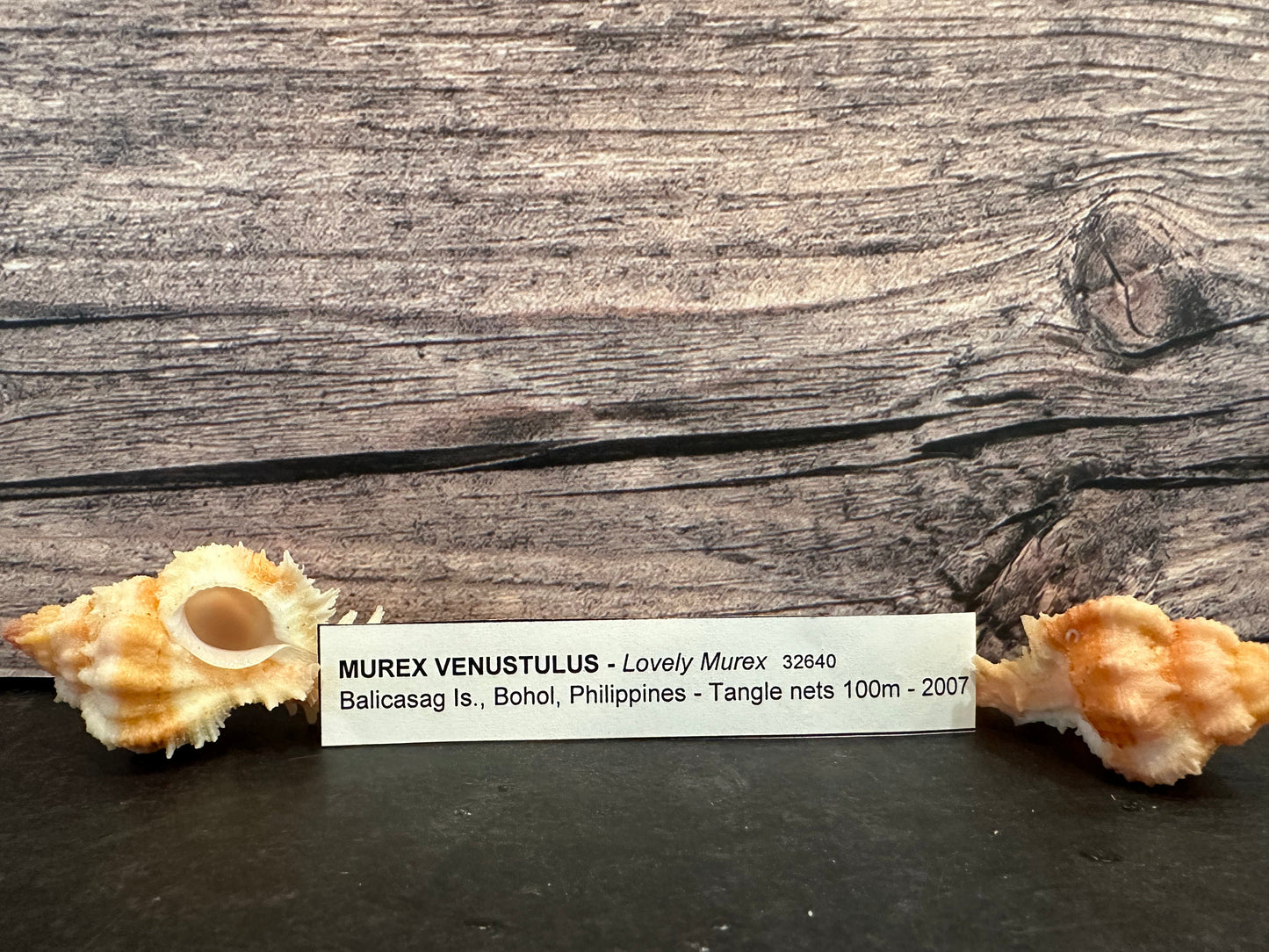 Lovely Murex Shell (Murex venustulus)