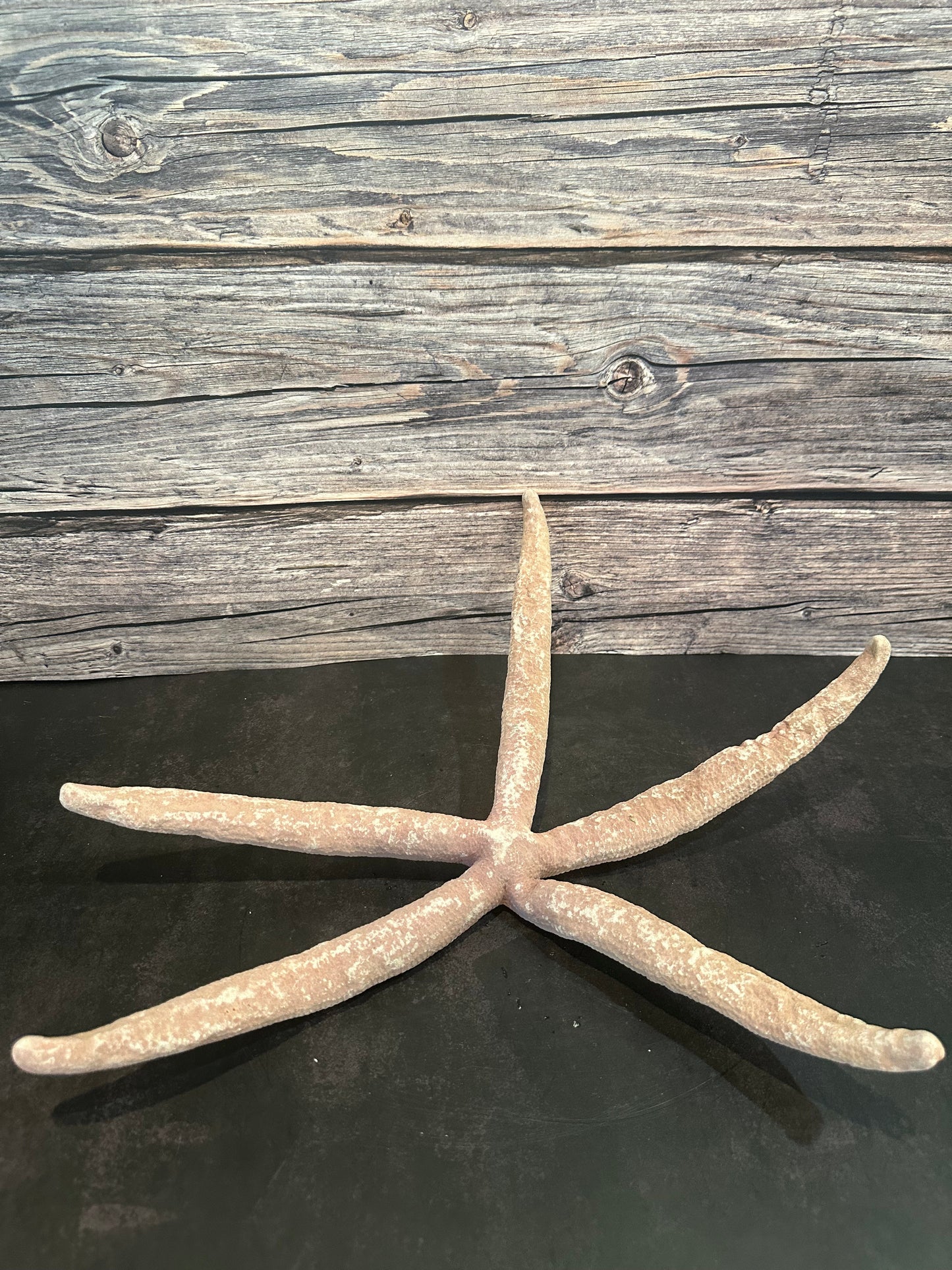 Giant Red Linkia Starfish 18"