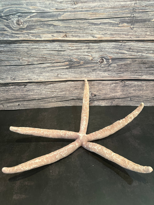Giant Red Linkia Starfish 18"