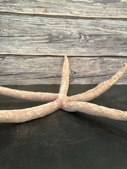 Giant Red Linkia Starfish 18"