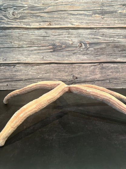 Giant Red Linkia Starfish 18"