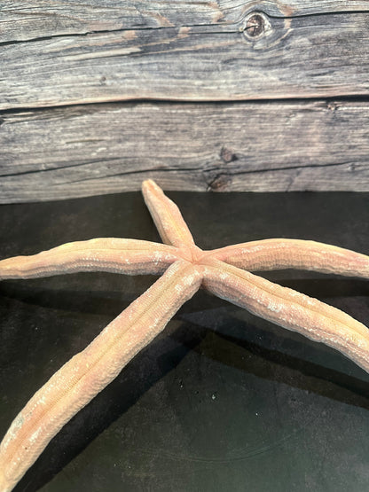 Giant Red Linkia Starfish 18"