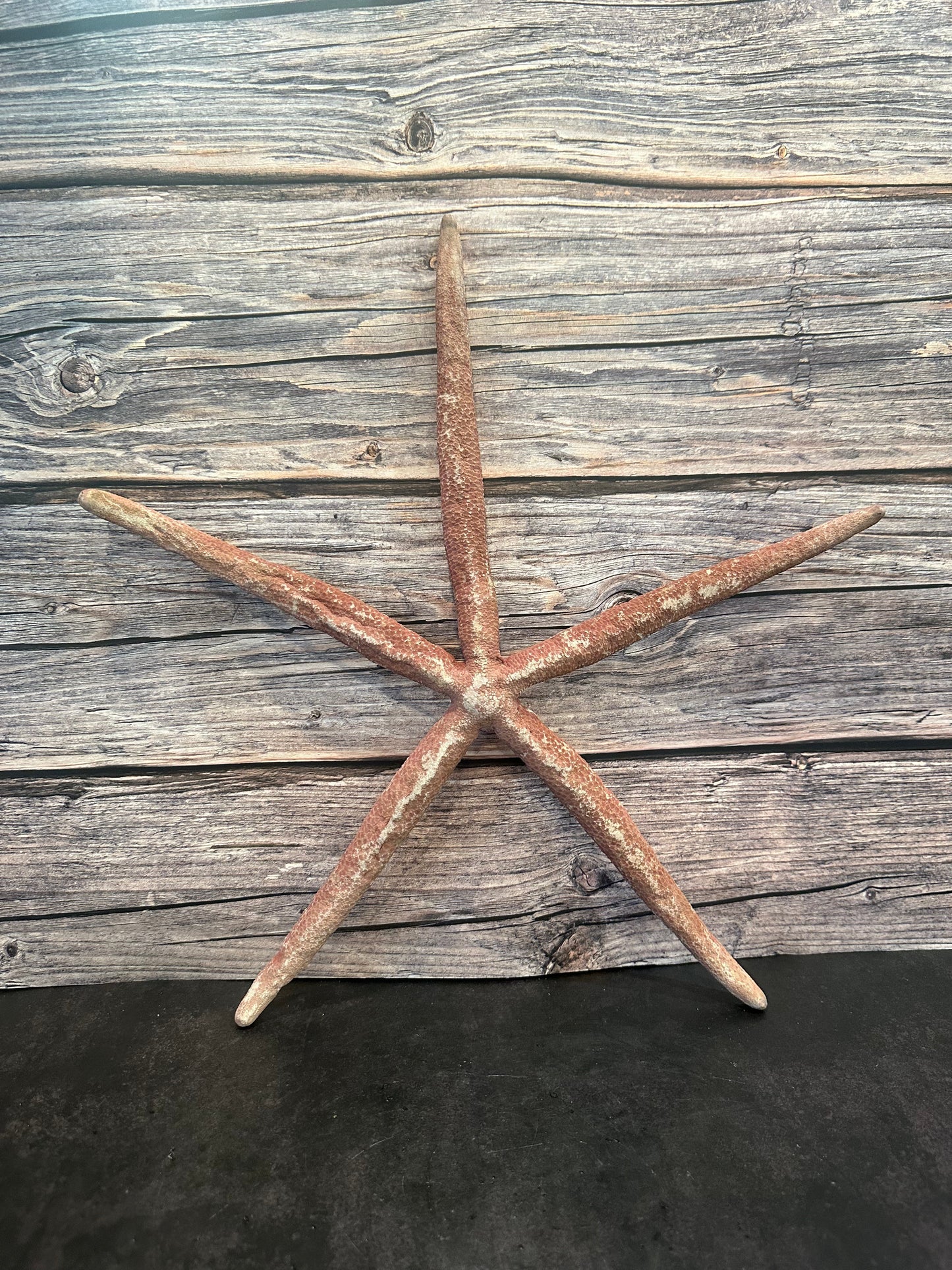 Giant Red Linkia Starfish 17"