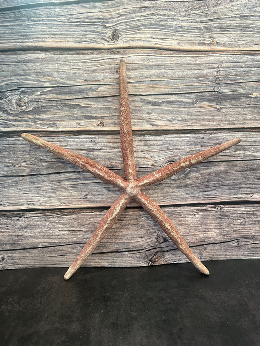 Giant Red Linkia Starfish 17"