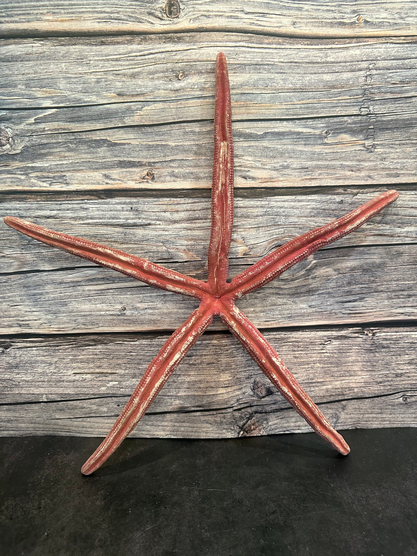 Giant Red Linkia Starfish 17"