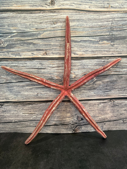 Giant Red Linkia Starfish 17"