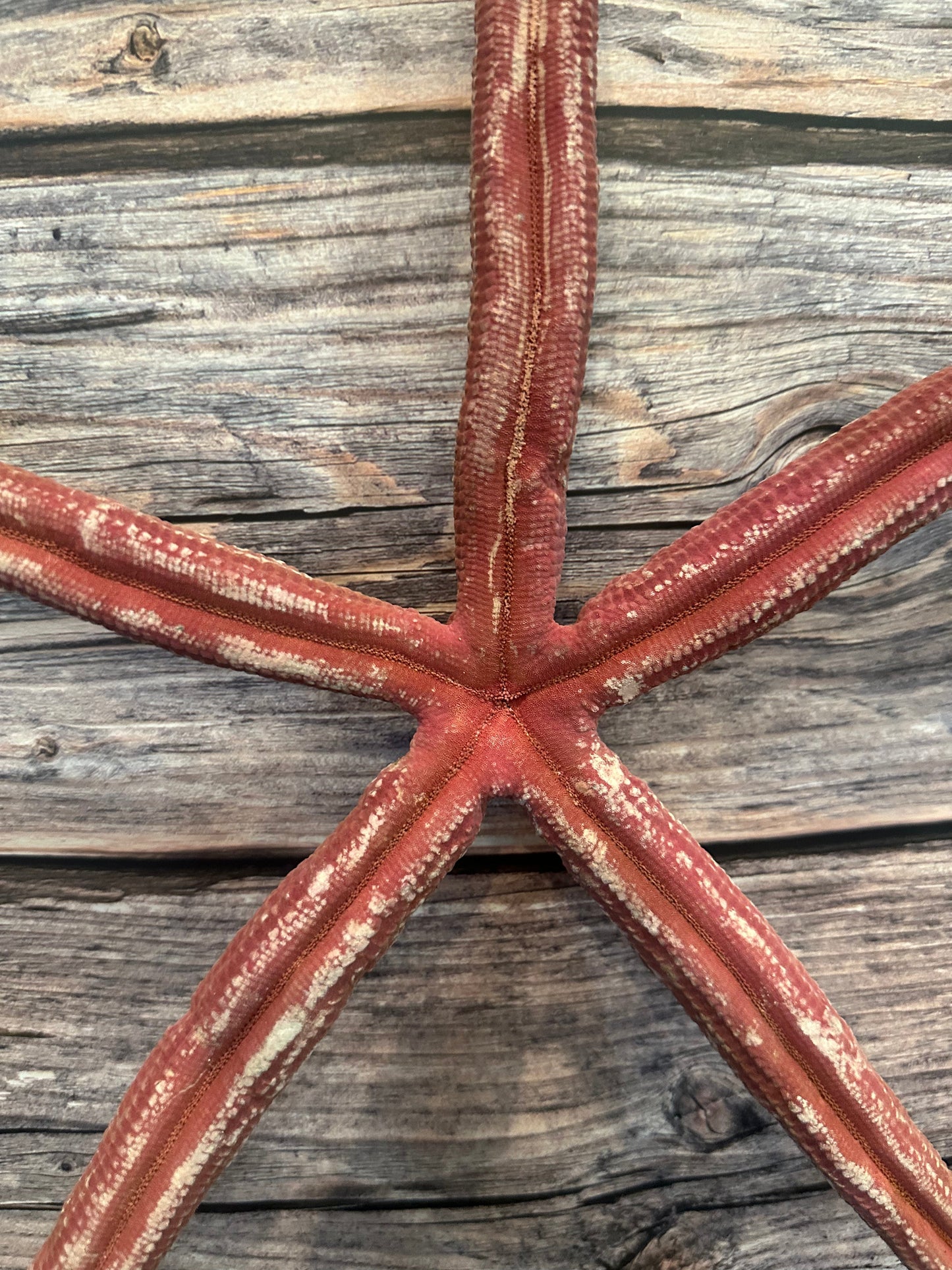 Giant Red Linkia Starfish 17"