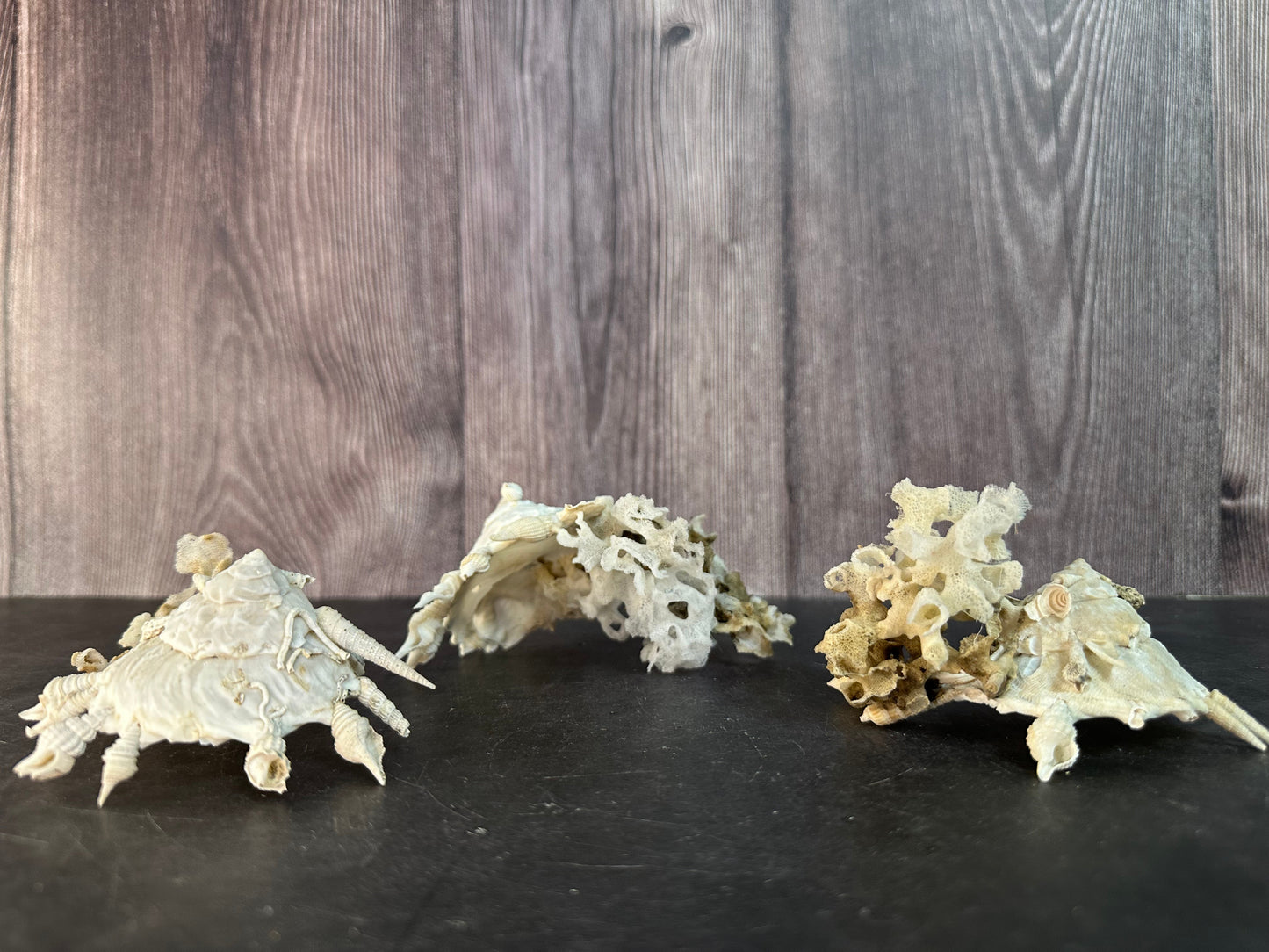 Pallid Carrier Shell with Tube Coral & Sponge (Xenophora)