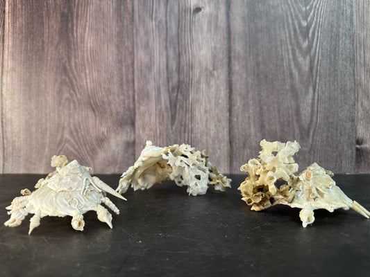 Pallid Carrier Shell with Tube Coral & Sponge (Xenophora)