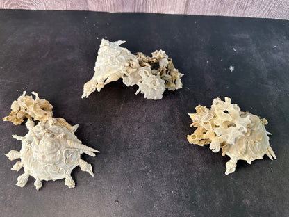 Pallid Carrier Shell with Tube Coral & Sponge (Xenophora)