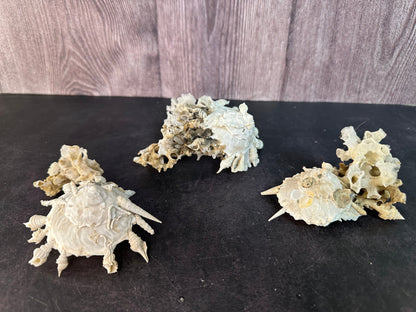 Pallid Carrier Shell with Tube Coral & Sponge (Xenophora)