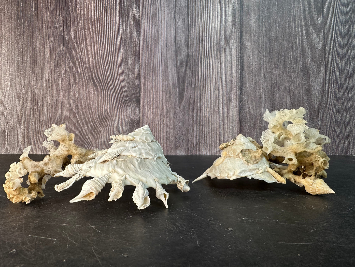 Pallid Carrier Shell with Tube Coral & Sponge (Xenophora)