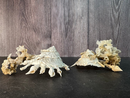 Pallid Carrier Shell with Tube Coral & Sponge (Xenophora)