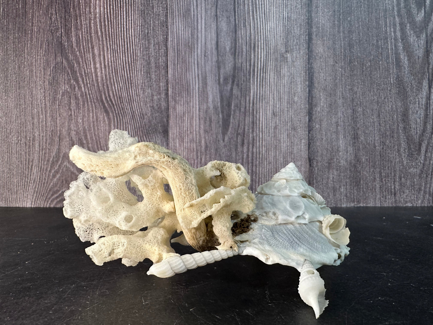 Pallid Carrier Shell with Tube Coral & Sponge (Xenophora)