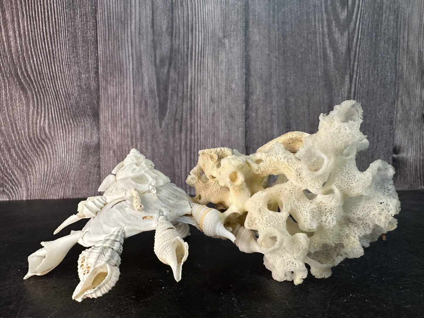 Pallid Carrier Shell with Tube Coral & Sponge (Xenophora)