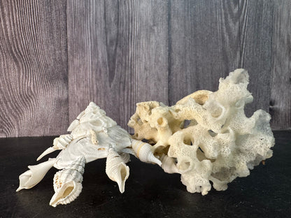 Pallid Carrier Shell with Tube Coral & Sponge (Xenophora)