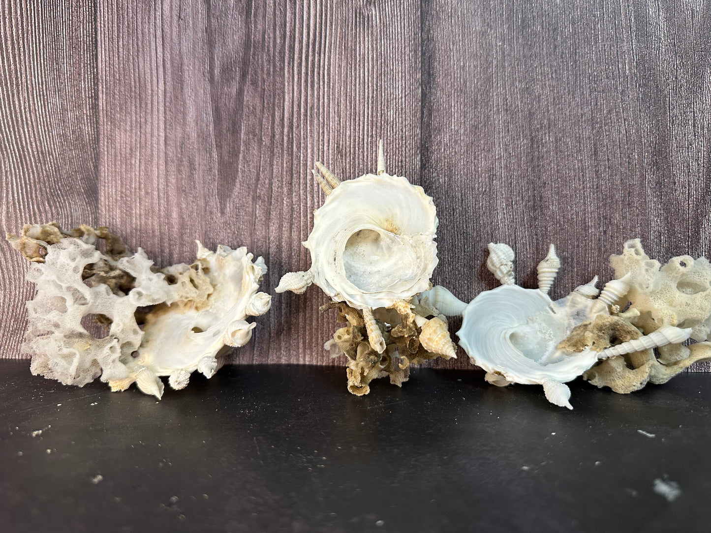 Pallid Carrier Shell with Tube Coral & Sponge (Xenophora)