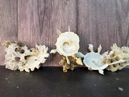 Pallid Carrier Shell with Tube Coral & Sponge (Xenophora)